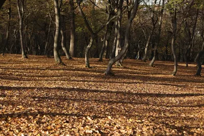 Šuma Hoia u Rumuniji