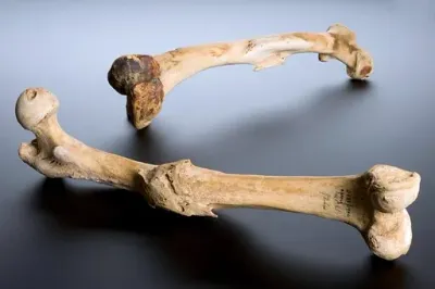 400.000 godina stara ljudska kost sadrži vanzemaljsku DNK