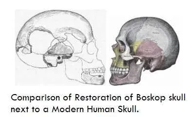 Čovjek iz Boskopa komparacija veličine lobanje sa lobanjom današnjeg čovjeka