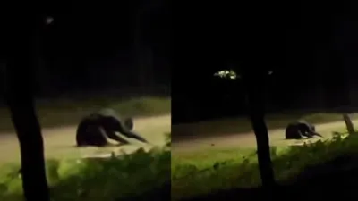 Čudno stvorenje snimljeno kamerom na ulici