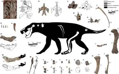 Ostaci drevne životinje koja je pronađena (ilustracija)