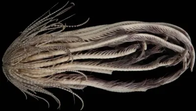 Nepoznato stvorenje sa 20 udova pronađeno u blizini Antarktika