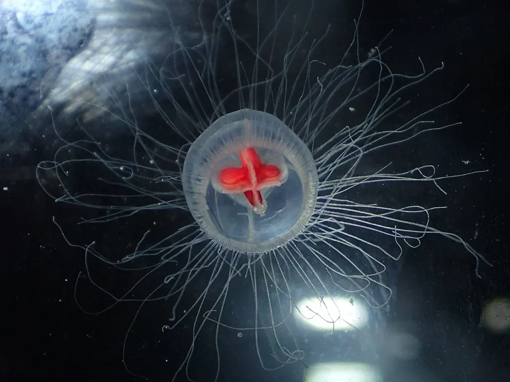 Besmrtna meduza