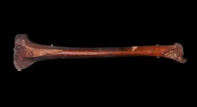 400.000 stara ljudska kost