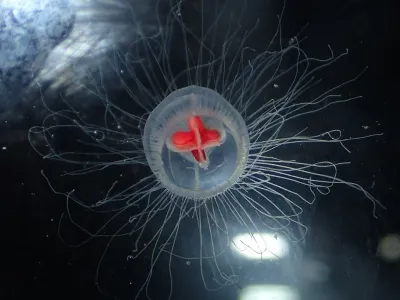 Besmrtna meduza